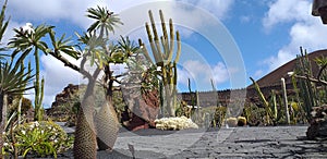 Diverse varietÃÂ  di cactus del mondo photo